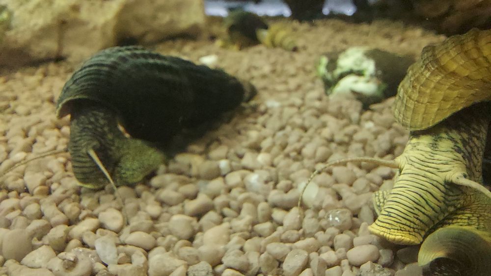 Sprzedam slimaki tylomenia krewetki blue velvet