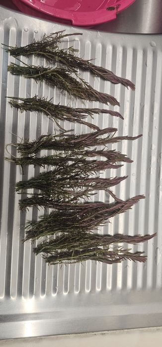 Rotala h'ra  planta aquario