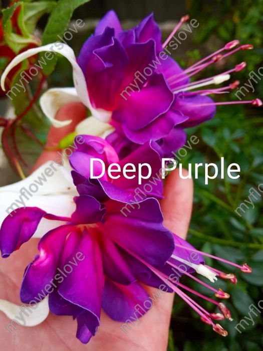 Різні сорти фуксій в наявності