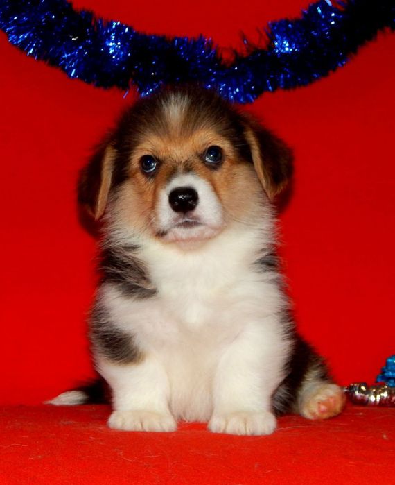 Триколор Вельш Корги Пемброк