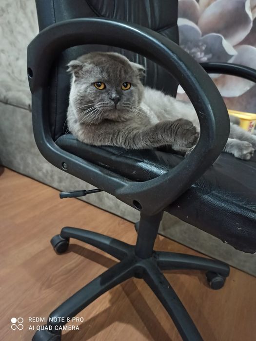 Британський вислоухий Кiт для вязки