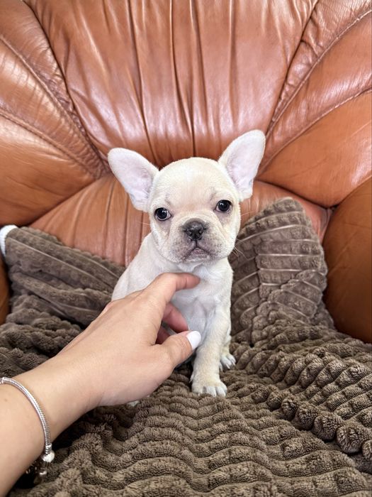 Estupenda menina Bulldog/Bouledogue Francês de Qualidade