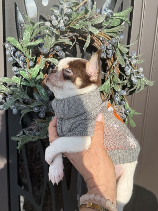 Хлопчик чіхуахуа