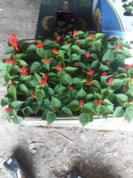 продам питунью сальвия