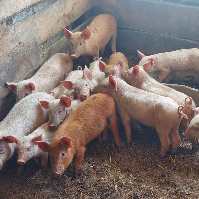 Продам поросята малі