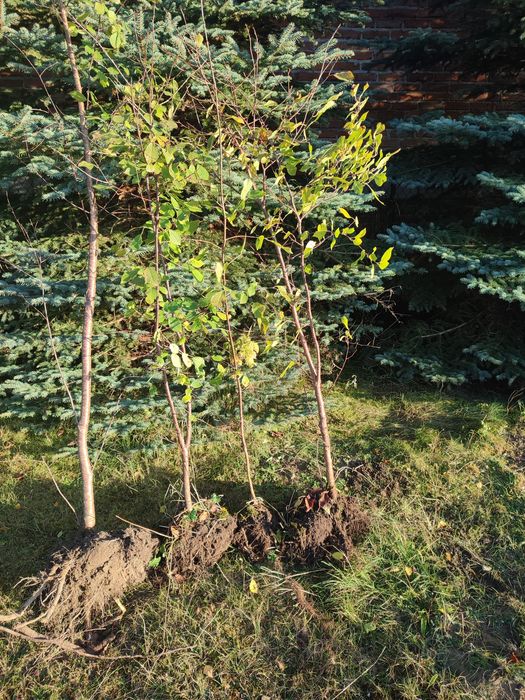 Piękne sadzonki wiśni