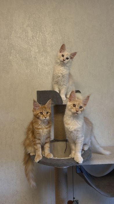 Кошенята Мейн Кун