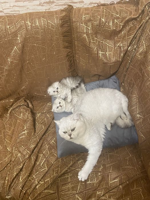 Шотландский Серебристый кот Вязка