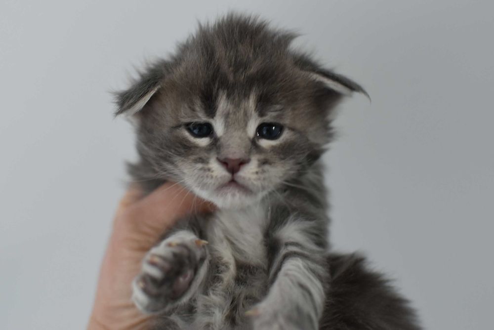 Kocurek Maine Coon/Do Odbioru w Maju