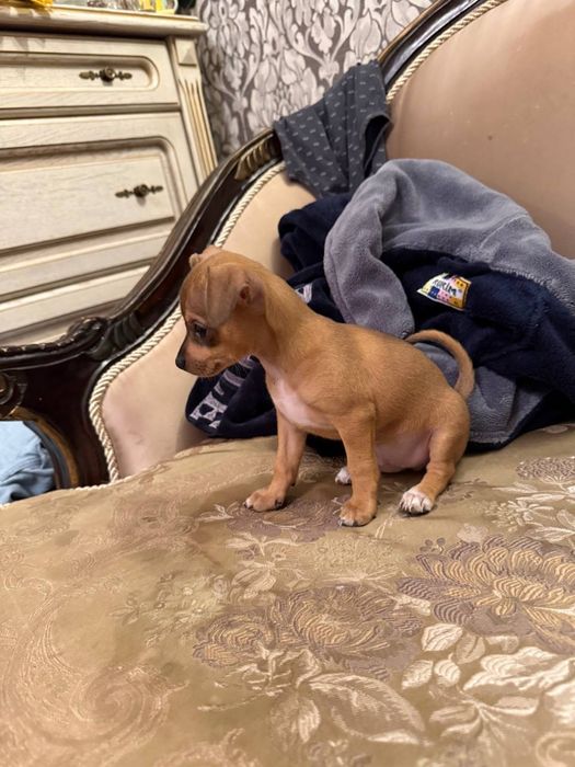 Щенок той терьер мальчик