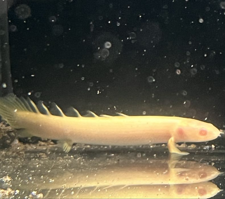 Polypterus senegalus albino