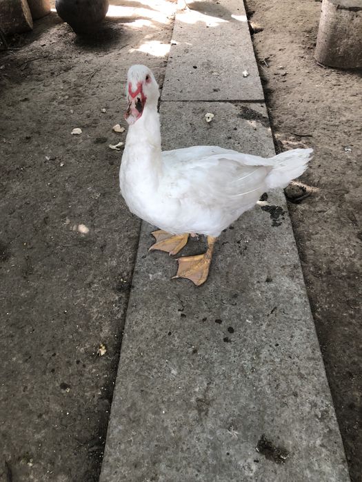 Индоутки, немецкой тяжелой породы