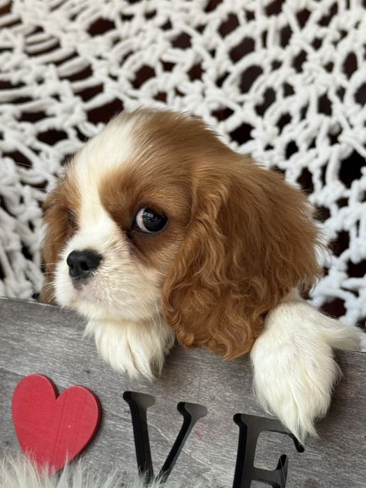 Sunia blenheim - Cavalier King Charles Spaniel