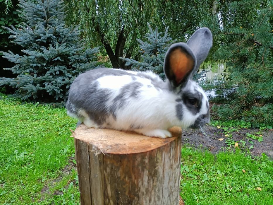 Króliki mieszańce (samce)