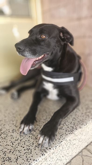 Cadela fêmea para adoção responsável