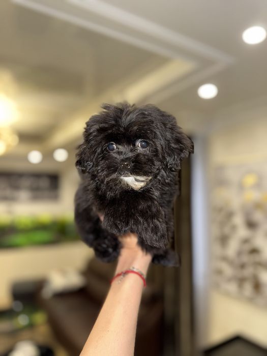 Мальтипу девочка ф1 черного окраса