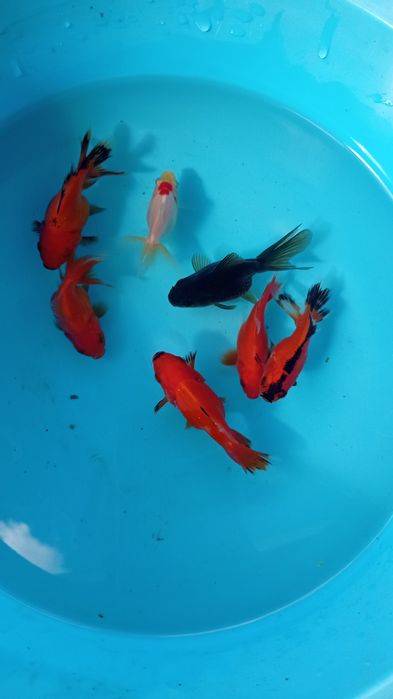 Orandas goldfish adultos