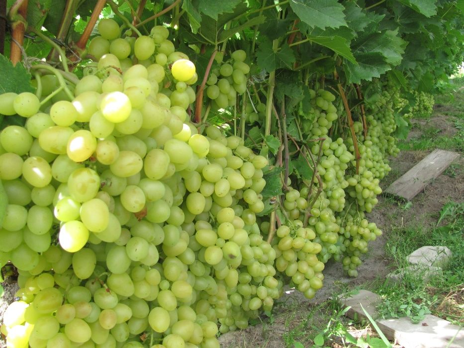 Саджанці винограду ( саженцы винограда ) .Кращі сорти ! Висока якість!