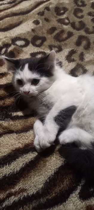 Кошенята в добрі руки