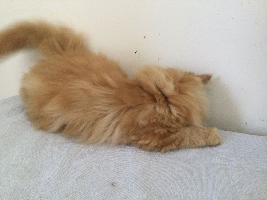 Gatina persa puro muito Linda