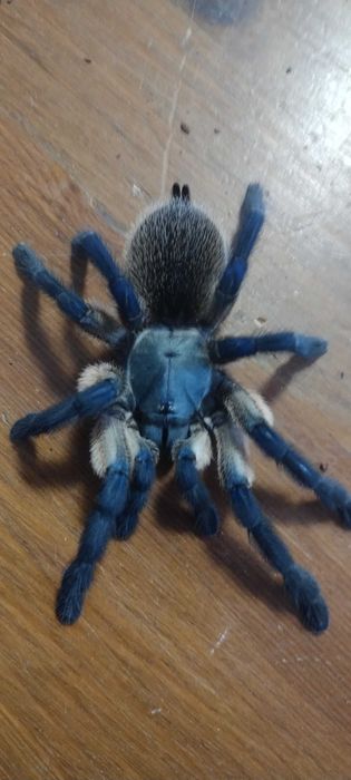 Monocentropus Balfouri 1,5DC _Możliwy Blik_ 10sztuk