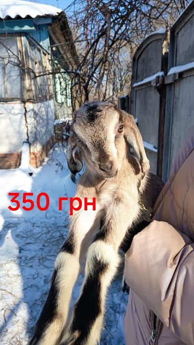 Козенята англонубійської породи 75%