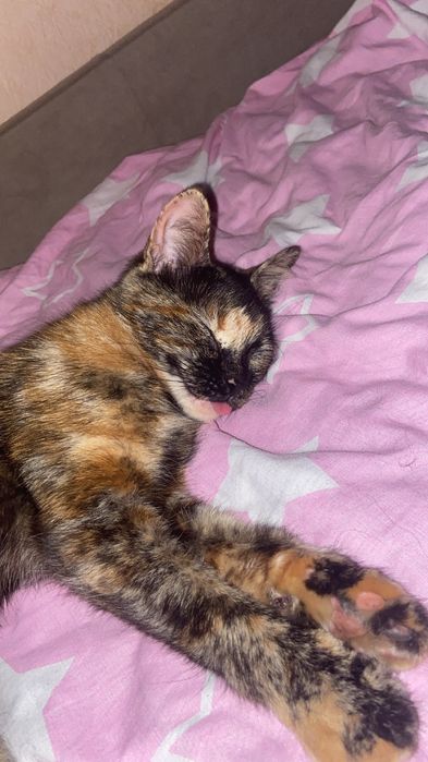 Котёнок девочка в добрые руки!