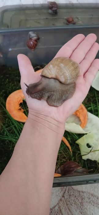 Равлики Ахатини малюки