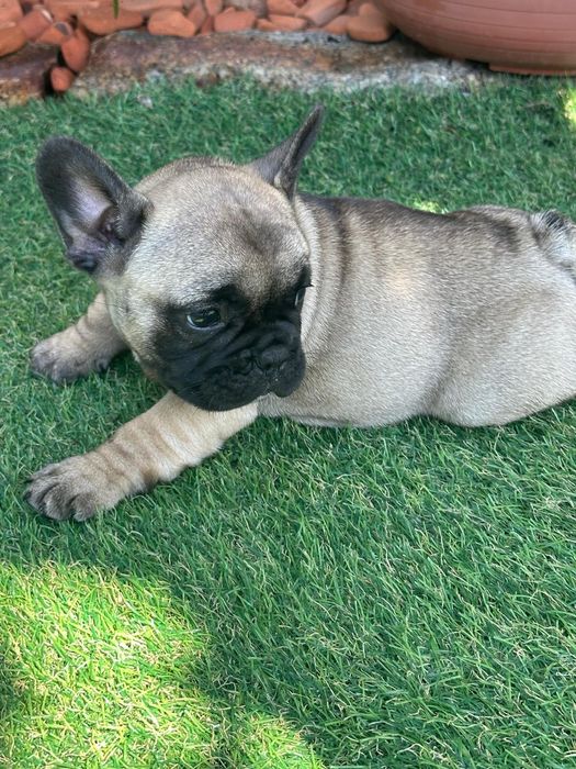 Bulldog frances.