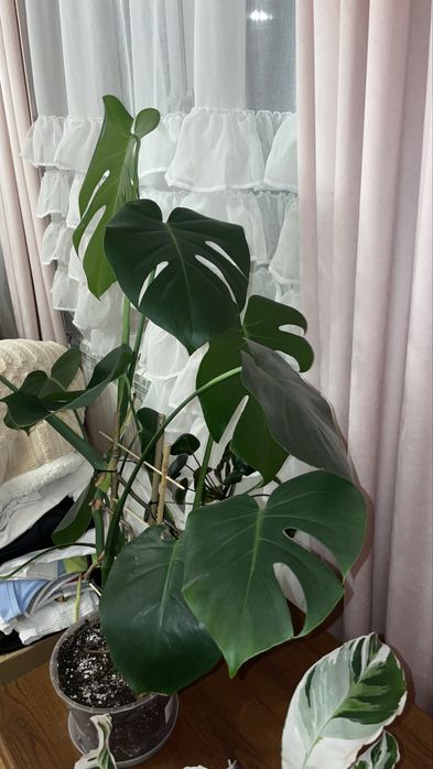 Monstera deliciosa