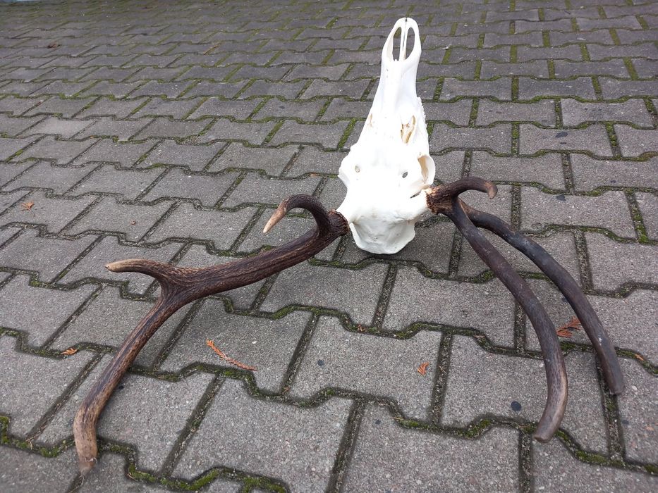 Myłkus, Poroże, Wieniec, Rogi, Jeleń