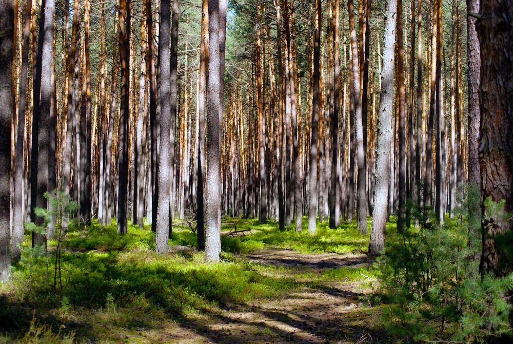 2os Studio z kominkiem łazienką kuchnią cieplutko WiFi na odludziu las