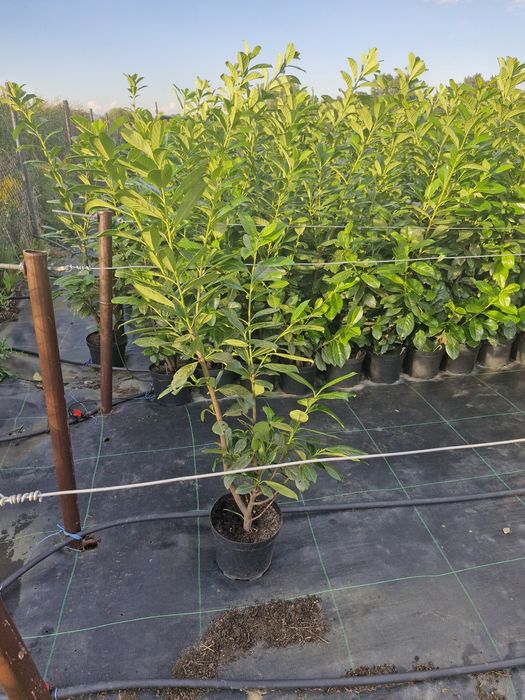 Sprzedam laurowiśnię