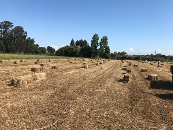 Fardos de feno e de palha