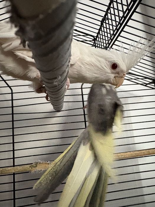 Papuga nimfa samiec i samica