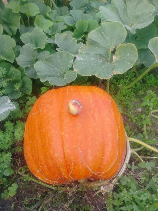 Sprzedam gigantyczne dynie.