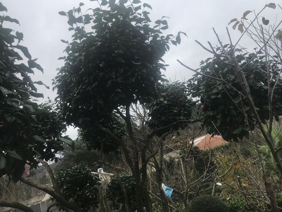 Camelia rara grande a dar flor 2 vezes ao ano