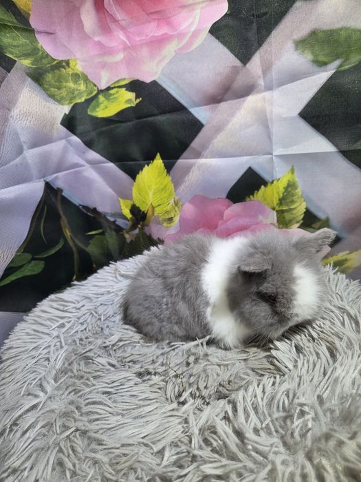 Karzełek Teddy Mini z Metryka