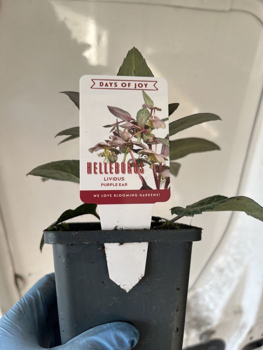 Ciemiernik purpurowy ciemny fiolet