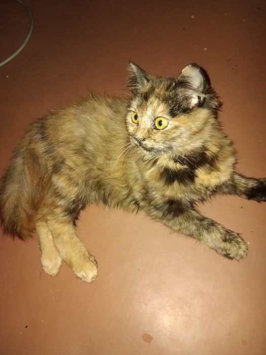 Отдам  кошечку в добрые руки