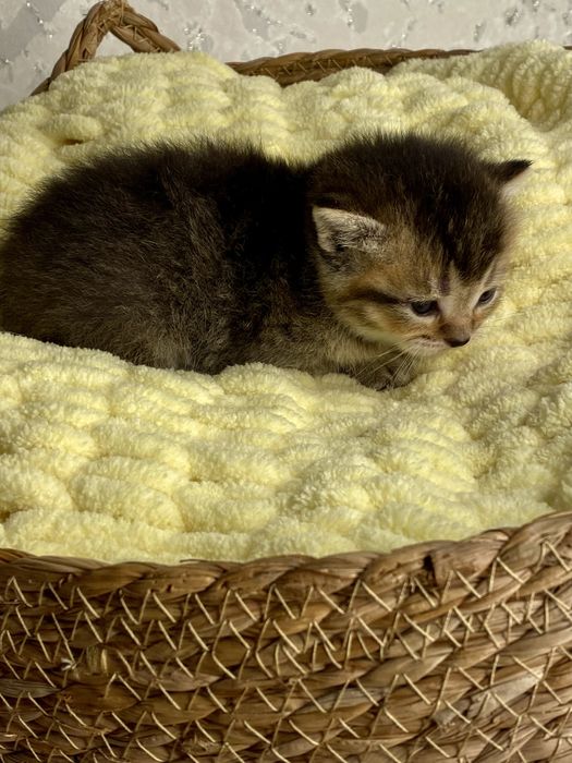 Золотая шиншилла