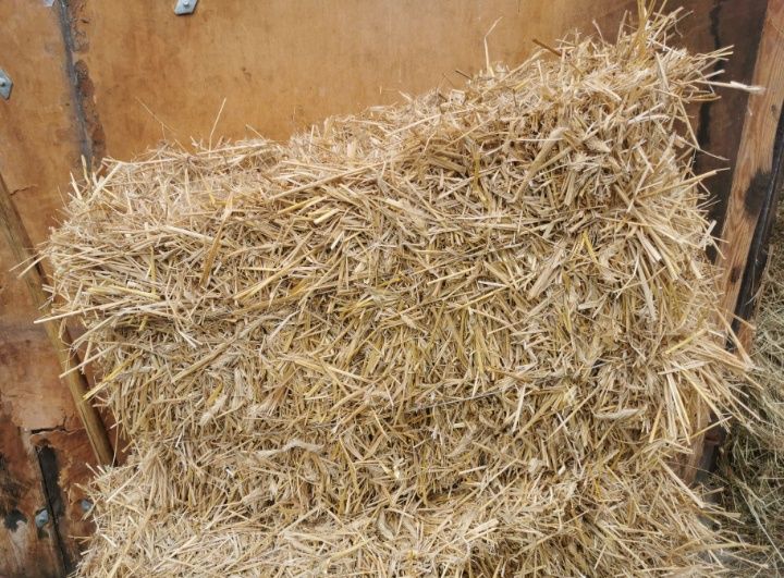 Słoma w kostce żytnia zbiór 2025