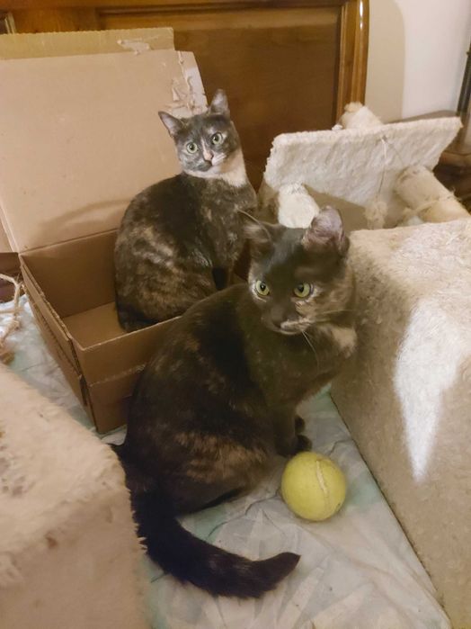 Gatinhas precisam de uma família para sempre!