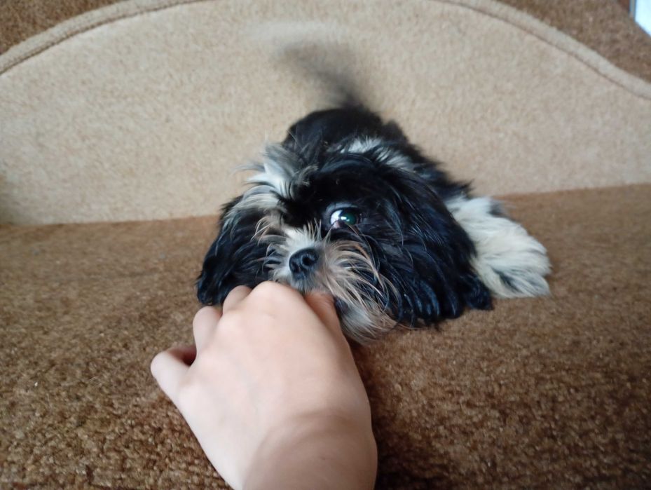 Дівчинка ші-тцу 4 міс