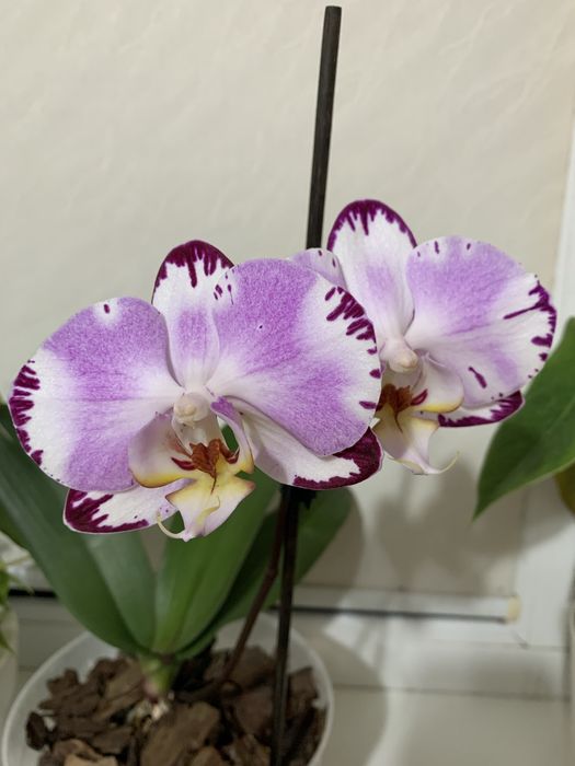 Продається орхідея