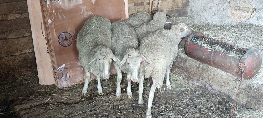Продам ягнята на хозяйство