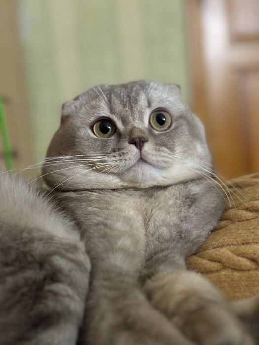 Вязка. Шотландский кот