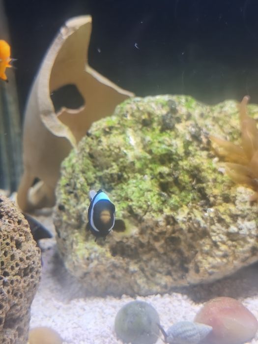 Vendo ou troco peixe palhaço negro