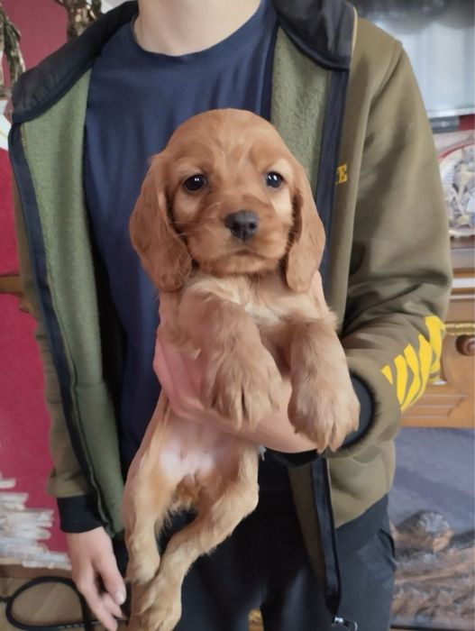 Продам цуценят Спаніеля