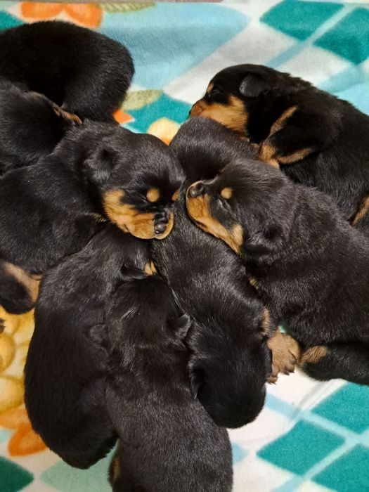 Щенки ротвейлера